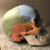 Modèle Crâne humain coloré Image